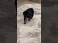 dog is very sweet 😻 #shortvideo #youtubeshorts #trending #trendingshorts #dog #dogs #doglover