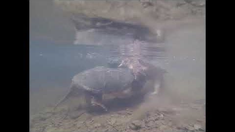 Snapping Turtles mating