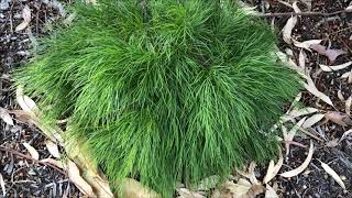 Acacia Limelight