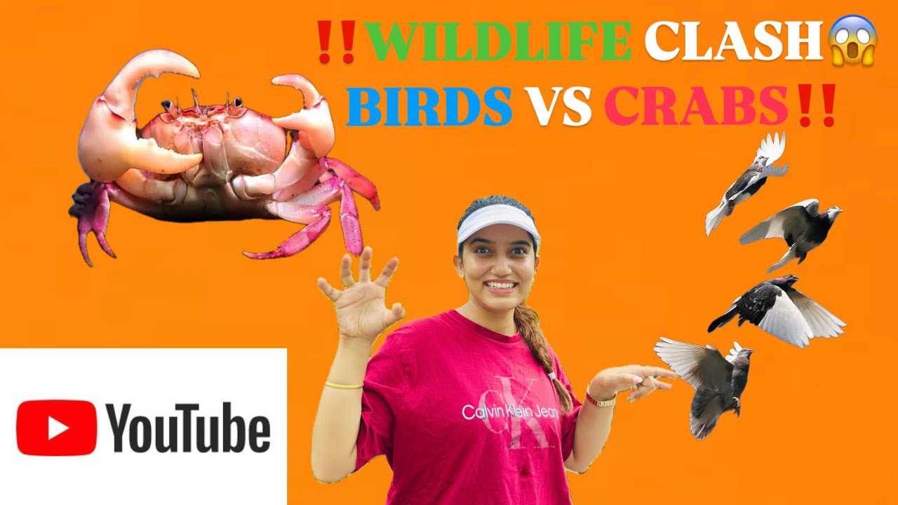Nature’s Drama 🌳 || Birds Fighting 🦅 Crabs Hiding 🦀 & Me Struggling! 😉