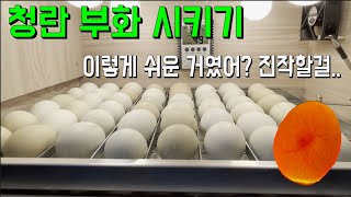 청란 부화 정말 쉽네요.청년어부의 청란 부화 도전기[입란,검란편]