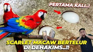 Download Lagu EXCITED BANGET..!! SCARLET MACAW BERTELUR DI DEHAKIMS..! HAPPY BANGET GW MP3 Download Lagu EXCITED BANGET..!! SCARLET MACAW BERTELUR DI DEHAKIMS..! HAPPY BANGET GW MP3