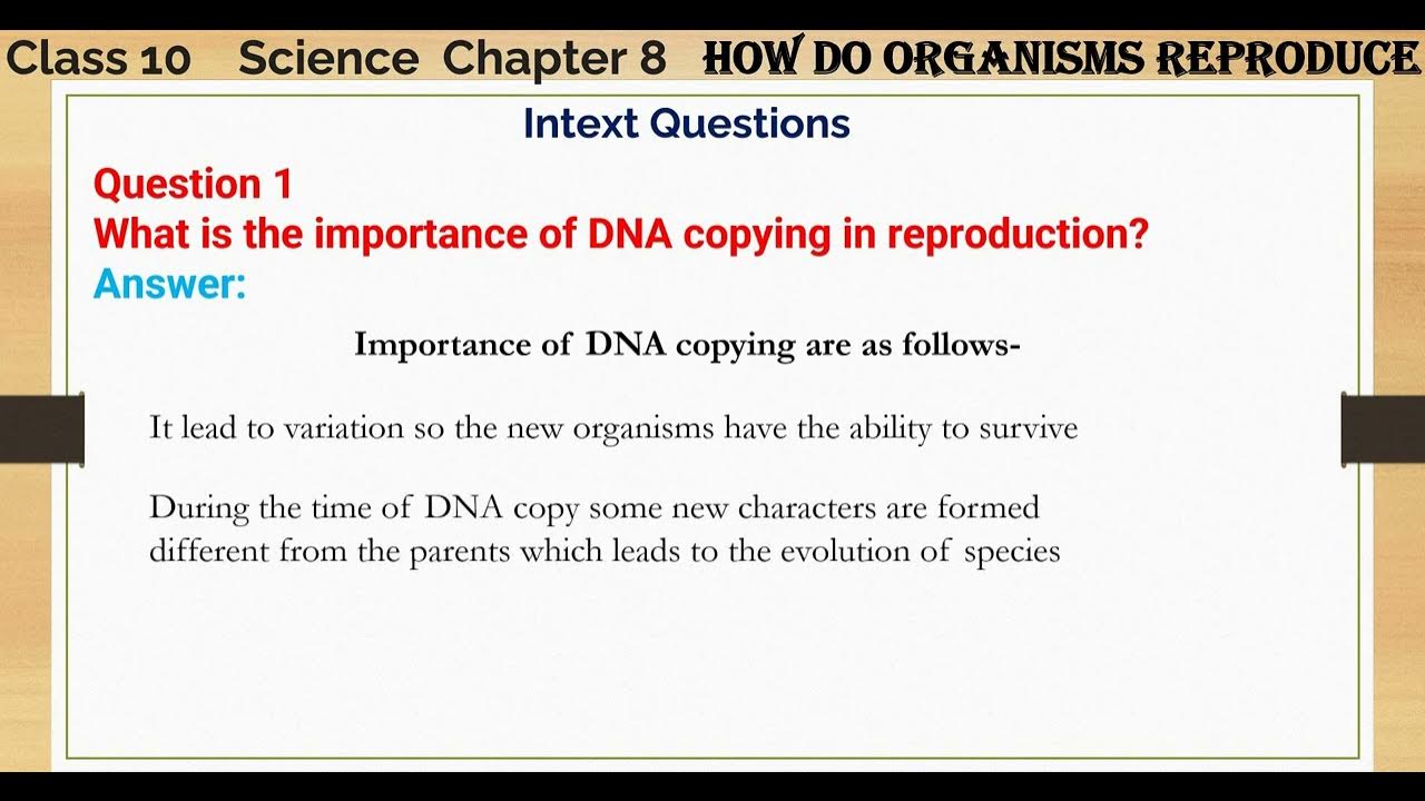 Question 1 what is the importance of dna copying in reproduction youtube