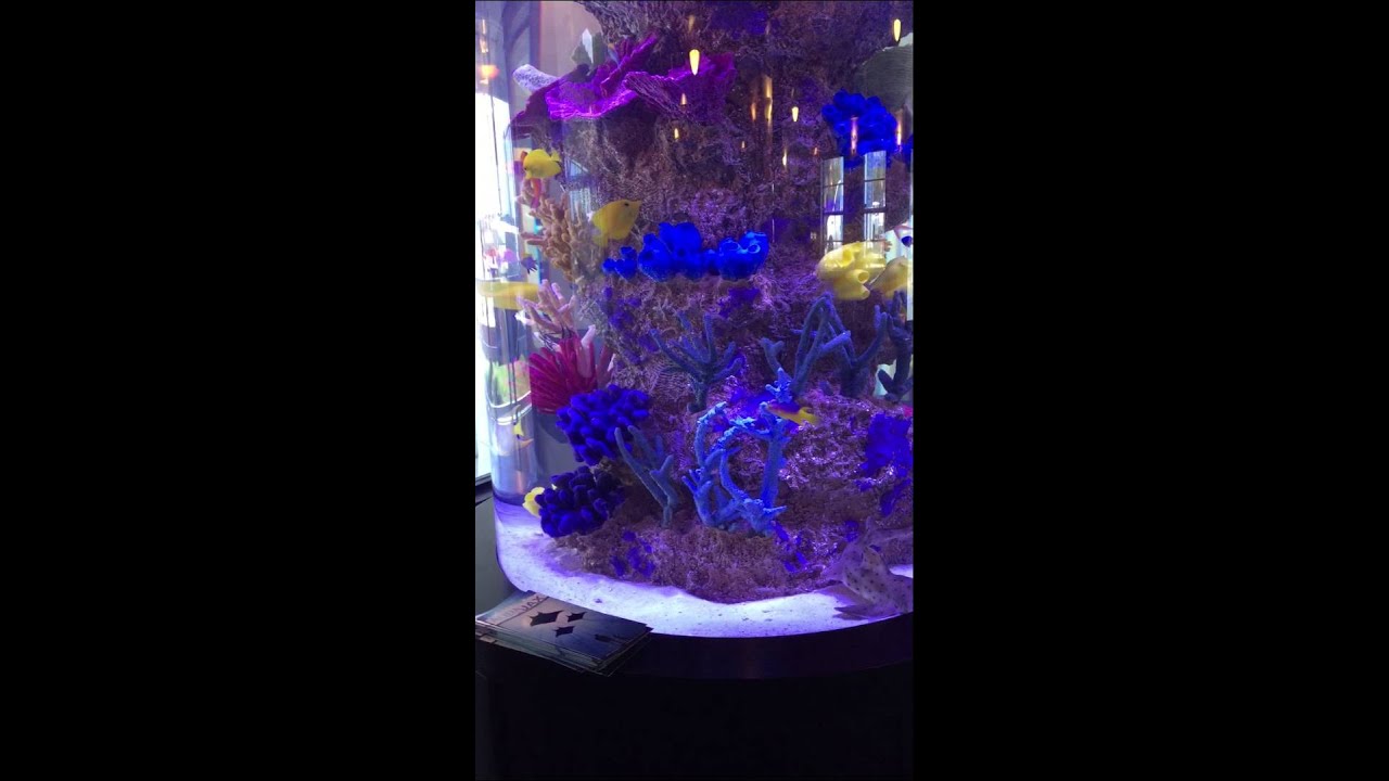 Jacksonville Aquatic Care, Custom Fish Tanks Jacksonville, Florida