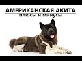 АМЕРИКАНСКАЯ АКИТА. Плюсы и минусы породы