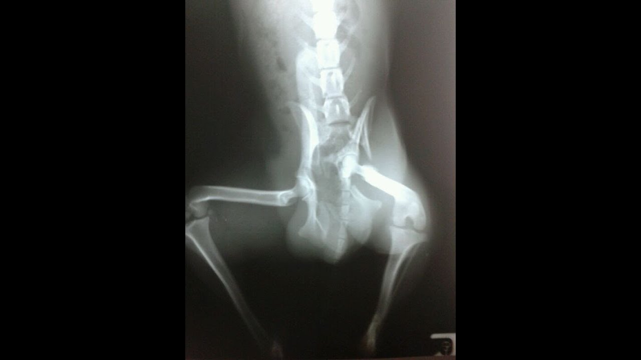 Horrific injury and trapped 7 days in barbed wire fence YouTube