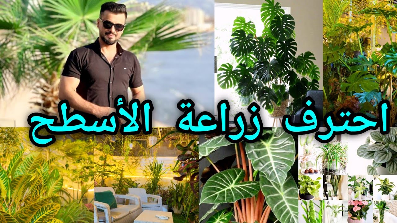 زراعة الأسطح في العراق 🇮🇶 حديقة الاستاذ سيف النعيمي من محافظة كركوك تعرفوا اسرار الزراعة باحترافية