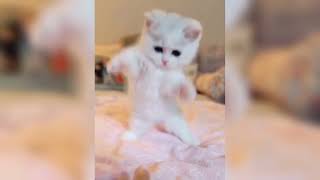 They are really Cute, Really adorable 🐈❤️ -Cute Cat #Shorts by Cute Cat 30 views 2 years ago 19 seconds