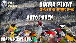 Suara Pikat Jitu  Suara Pikat Semua Jenis Burung Kecil  Anti Gagal