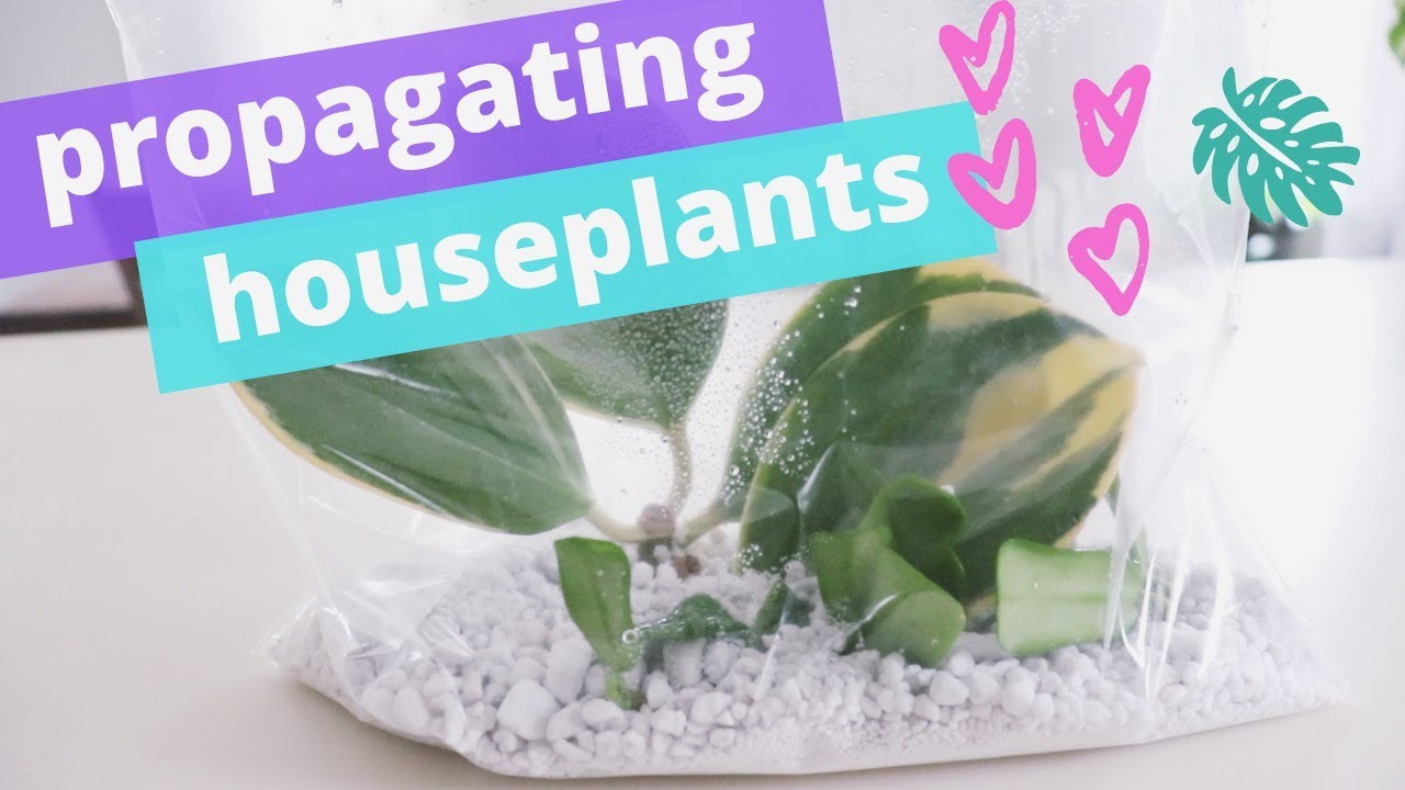 Propagating Houseplant Cuttings Using the Bag Method! Cheap and Easy 🌿 ...