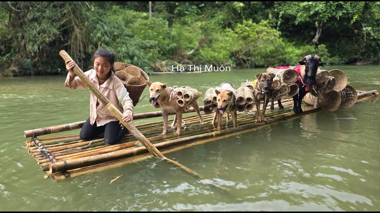 A Girl Crossing the River on a Bamboo Raftwith Dogs and Goats Carrying Baskets - ha thi muon