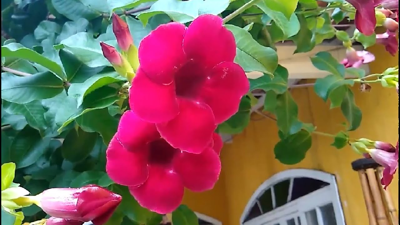 ALAMANDA ROXA NO VASO, REPLANTIO E MANUTENÇÃO VEJA COMO É FÁCIL - YouTube