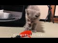 7日間で子猫が元気に!奇跡の回復物語