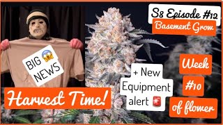S8 E12:  BDB signs to a major?! 😲 HARVEST TIME! Week #10 of flower - Spider Farmer unboxing + More!