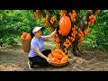 Harvest 1000+ Kg Orange Mangoes😱Goes to market sell🤑Make A Wall Using Watered Bamboo🤢