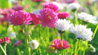 Ek_Banjara_Gaya _www.123Musiq.pw