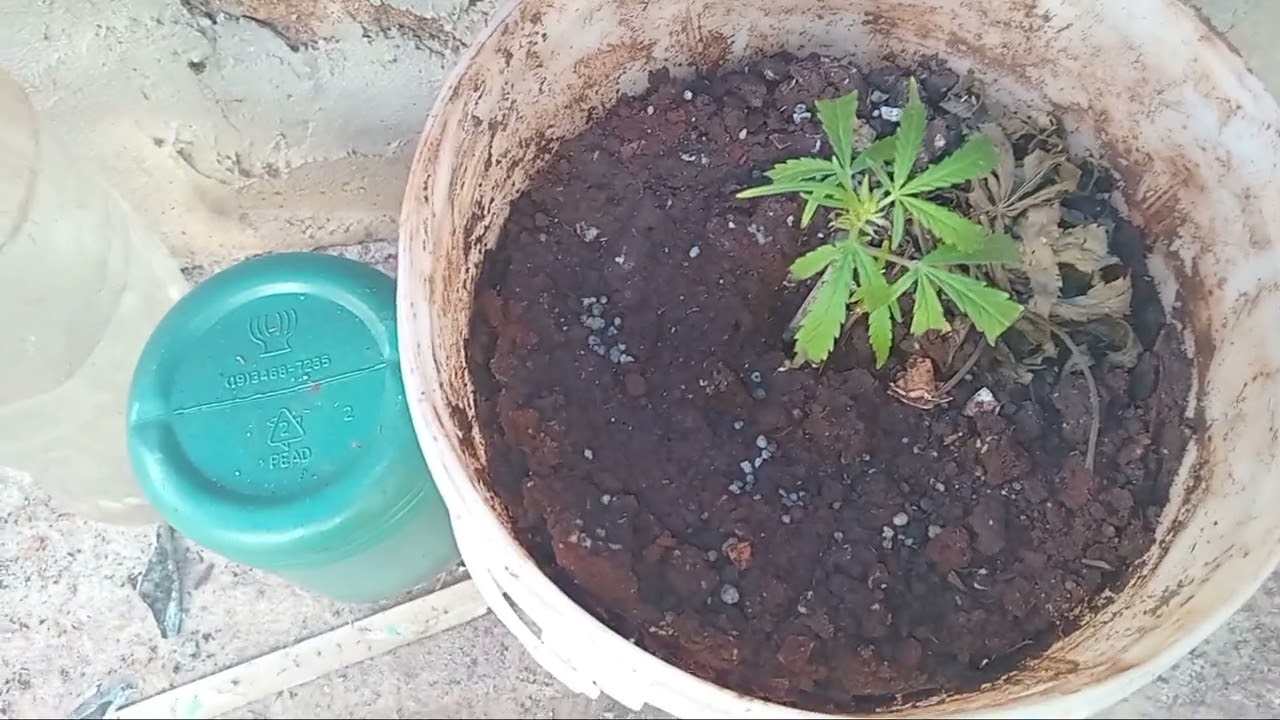 Floração no cultivo outdoor