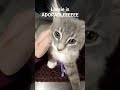 2/2 sorry for long break #cats #kitten #petsmart