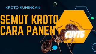 panen kroto dan bibit semut sistem toples