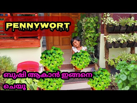 Video: Attractive Pennywort