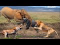 Lion King Failed Miserably, Mother Elephant Save Baby Her From Lion Hunting - Impala, Hyenas vs Lion