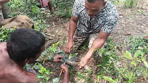 Watch the video about 7 fit Burmese Python rescue #save #snake save #wildlife