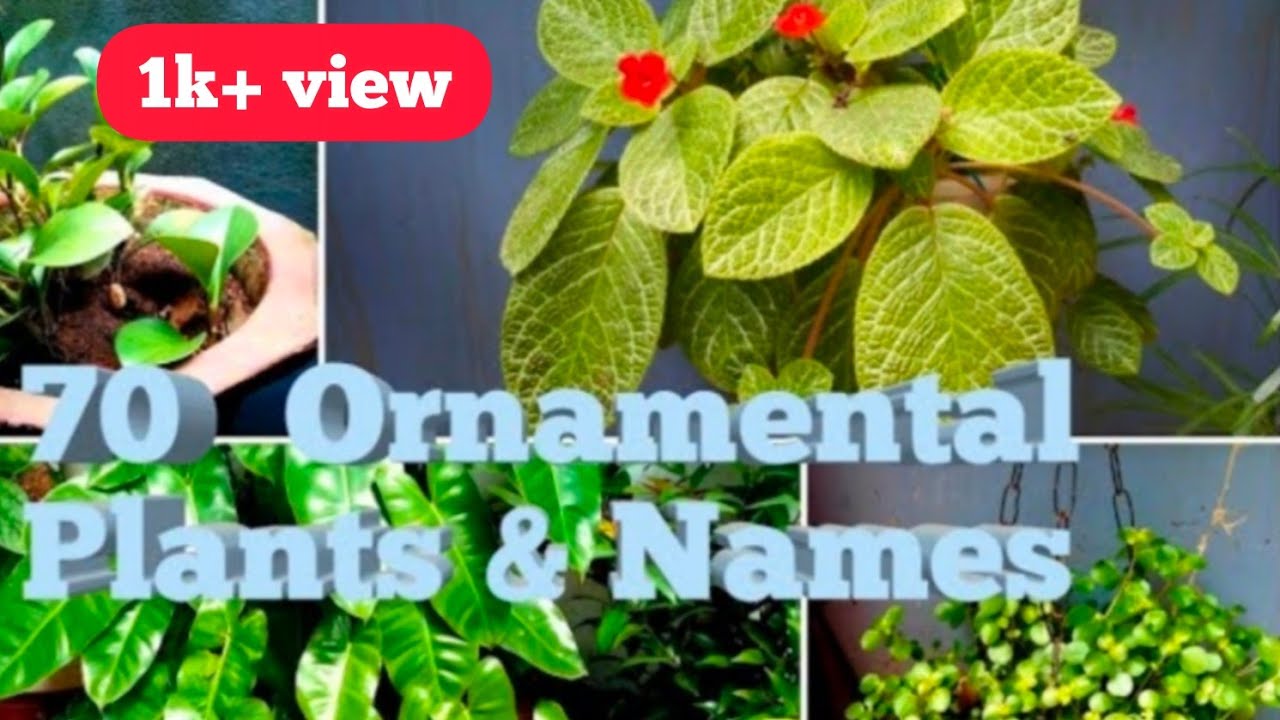 70 ornamental plants & namesNimmi's Vlogs YouTube