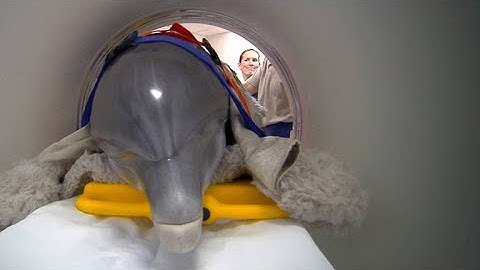 How to Give a 400-lb. Dolphin a CT Scan