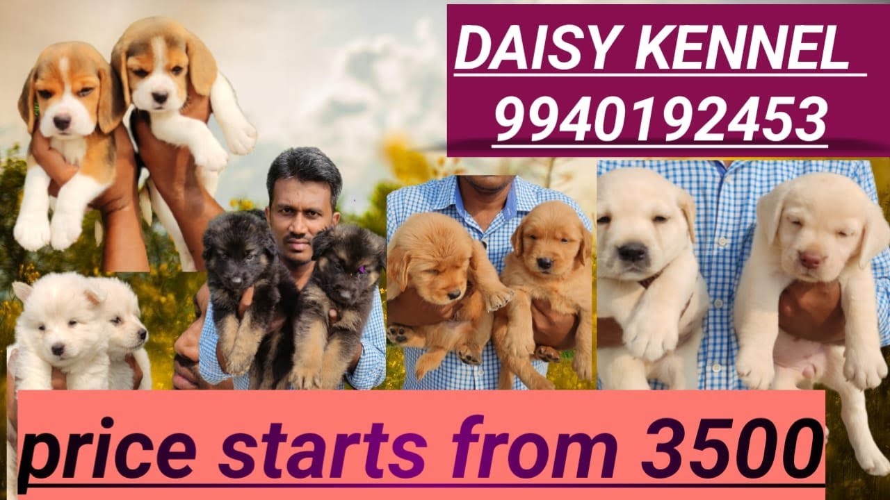 Kennel visit Chennai Daisy kennel From 3500 cont 9940192453 YouTube