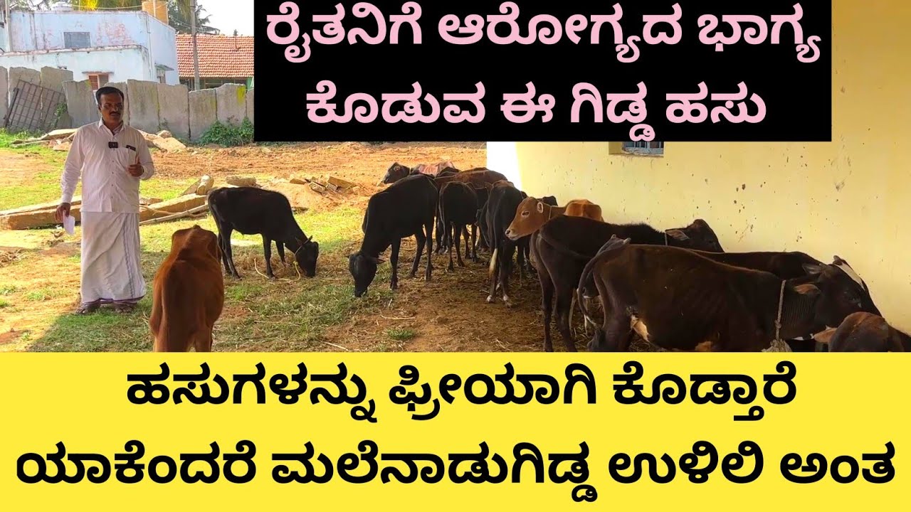 ಕಡಿಮೆ ಊಟ ಕಡಿಮೆ ಜಾಗ ಕಡಿಮೆ ಎತ್ತರ ಇರುವ ಈ ಮಲೆನಾಡು ಗಿಡ್ಡ ಕೊಡುವ ಹಾಲು ಉತ್ಕೃಷ್ಟವಾಗಿರುತ್ತದೆ