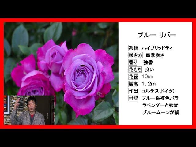 実直な品種レビュー ブルー リバー 美しい複色バラ Youtube 実直な品種レビュー ブルー リバー 美しい複色バラ Youtube
