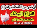 اسعار الفراخ البيضاء اليوم سعر الفراخ البيضاء اليوم الاربعاء 2026 4 1 في مصر جمله وقطاعي