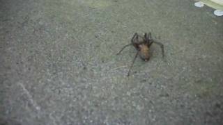 Huge Spider In The Garden, 02072011