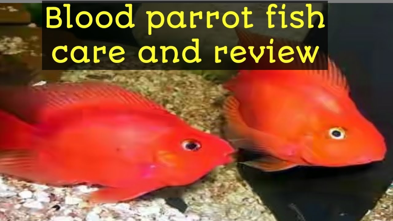 parrot fish care