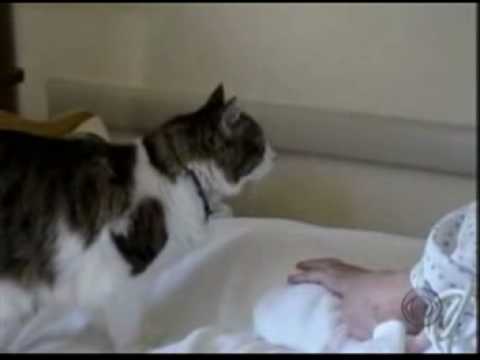 Video: The Cat That Predicts Death - Alternative View