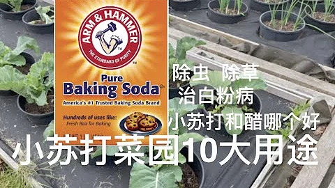 小苏打菜园10大用途｜防治白粉病｜杀虫｜杀草｜除臭｜小苏打和醋对比 - 天天要闻