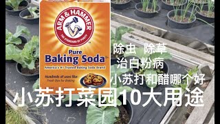 Top 10 Uses of Baking Soda Vegetable Garden | Powdery Mildew Prevention | Insecticide | Herbicide |