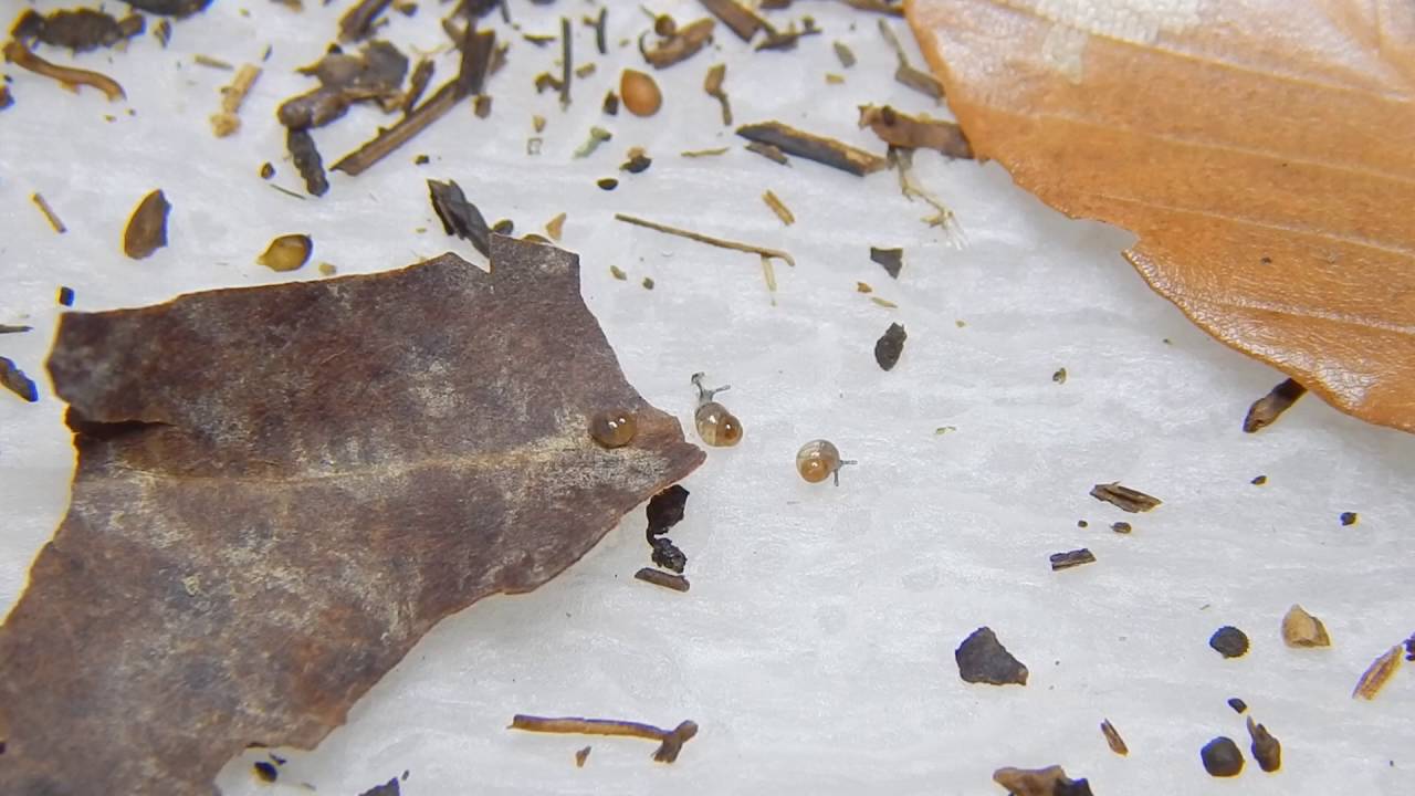 Cochlicopa morseana (Doherty, 1878) Appalachian Pillar Snail