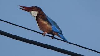 Kingfisher Bird's call.                  Check Description for Hornbill call