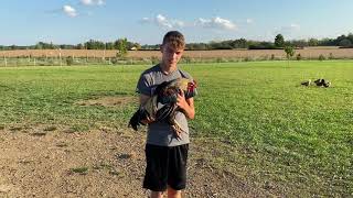 Meet “Prince” - Our Most Beautiful Rooster! Meet The Chickens Ep 2 Easter Eggers