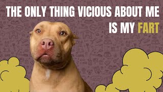 The Unseen Power Of The Pitbull Fart