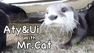 An otter's sense of adventure wins out over the cold. [Otter life Day 653]