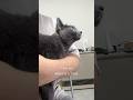 【雪やば】morning routine #shorts #cat