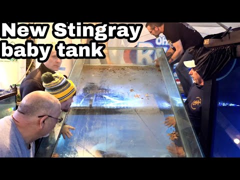 New stingray tank FINALLY gets moved into place, OHIO FISH RESCUE going strong