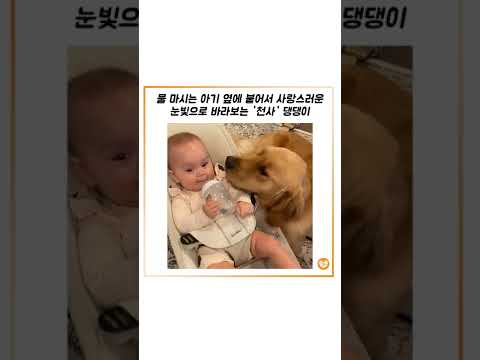 물 마시는 아기 옆에 붙어서 사랑스러운 눈빛으로 바라보는 &amp;#<strong>39</strong>;<strong>천사</strong>&amp;#<strong>39</strong>; 댕댕이 #shorts