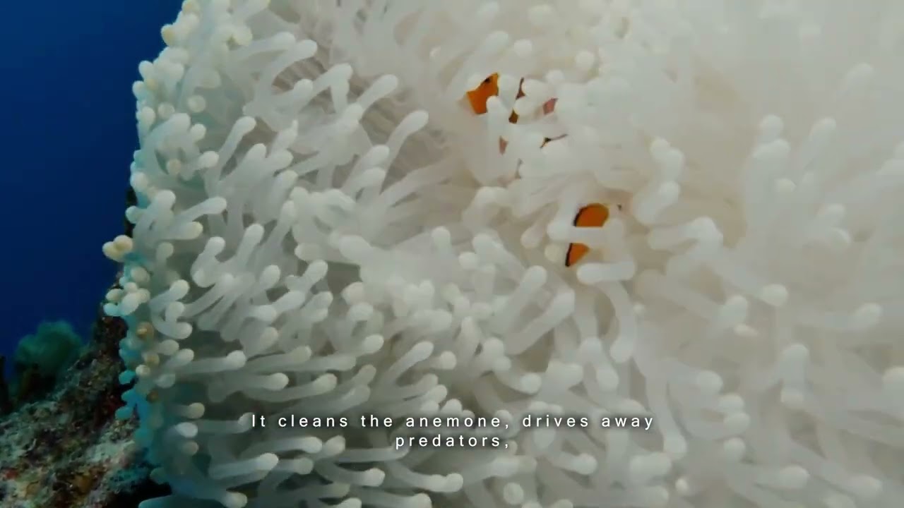 The clown fish