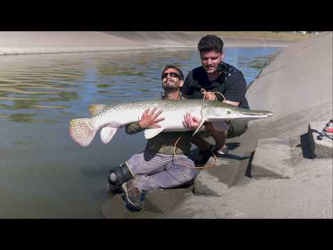 Alligator Gar: Houston's Best Kept Secret