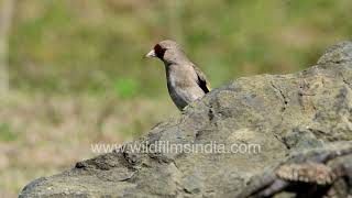 The Himalayan Goldfinch in its natural mountain habitat screenshot 2
