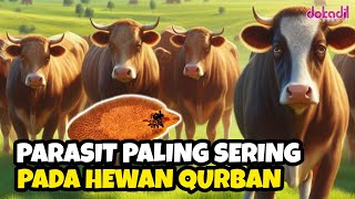 Cacing Hati‼️ Hewan Kurban Paling Sering Terinfeksi Parasit Fasciola⁉️ #kurban #sapi #kambing