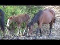 Wild Horse Strategic Movements - Mark Storto Nature Clips